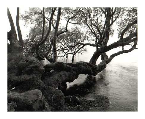 Uferbaum, 2000